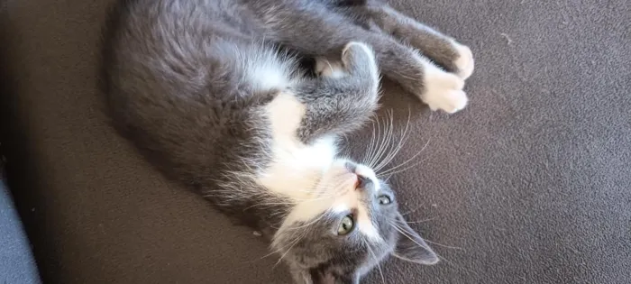 Gato raça SRD-ViraLata idade 2 a 6 meses nome Nina