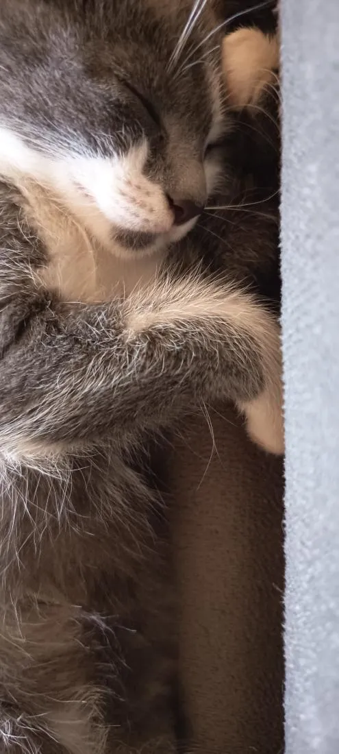 Gato raça SRD-ViraLata idade 2 a 6 meses nome Nina