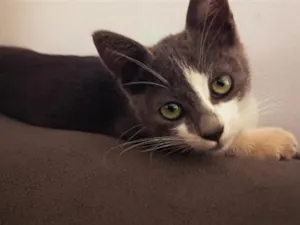 Gato raça SRD-ViraLata idade 2 a 6 meses nome Nina