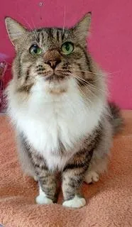 Gato raça SRD-ViraLata idade 1 ano nome MINGAU