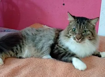 Gato raça SRD-ViraLata idade 1 ano nome MINGAU