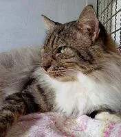 Gato raça SRD-ViraLata idade 1 ano nome MINGAU