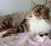 Gato raça SRD-ViraLata idade 1 ano nome MINGAU