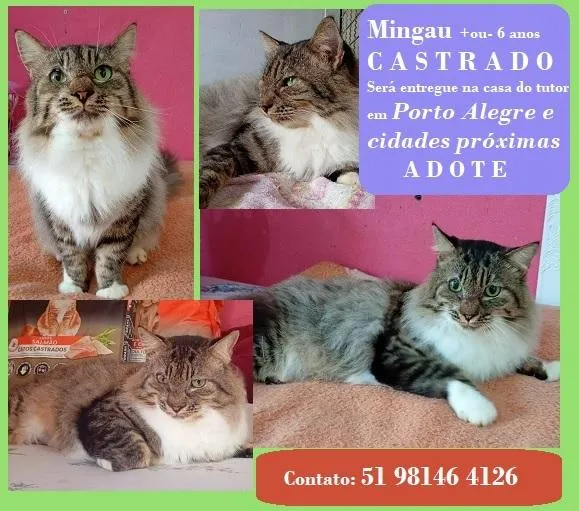 Gato raça SRD-ViraLata idade 1 ano nome MINGAU