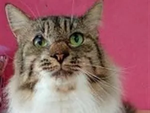 Gato raça SRD-ViraLata idade 1 ano nome MINGAU