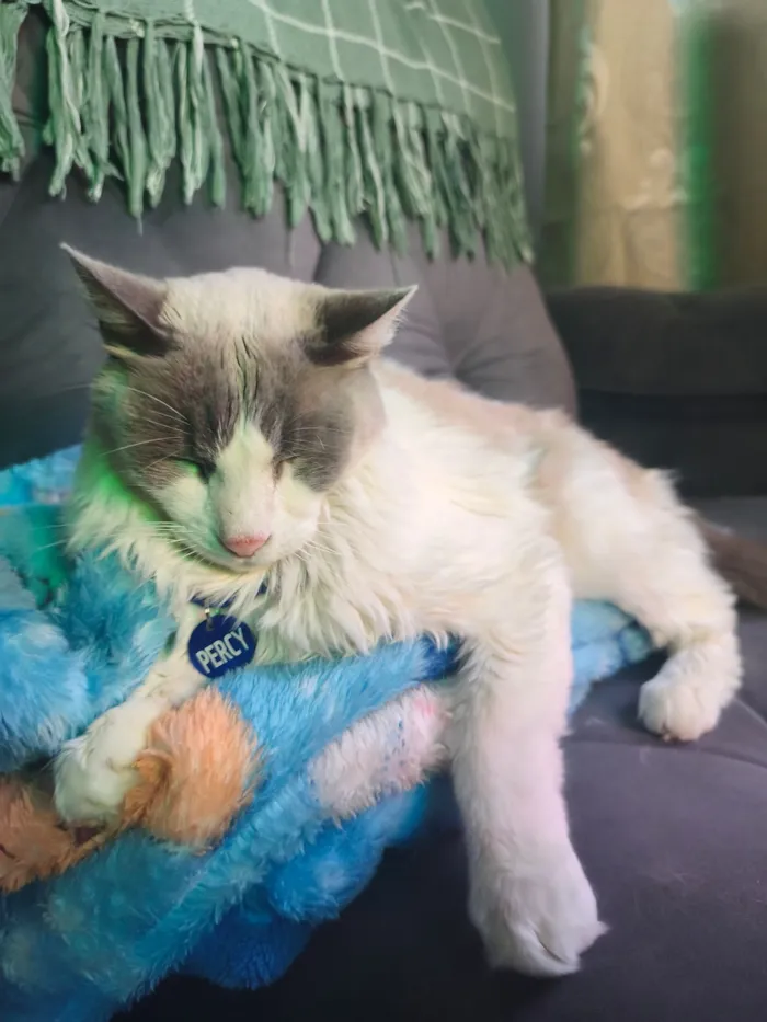 Gato raça Siamês idade 5 anos nome Percy 