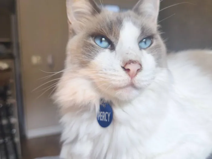 Gato raça Siamês idade 5 anos nome Percy 