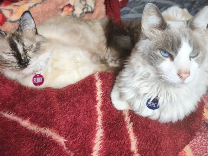 Gato raça Siamês idade 5 anos nome Percy 