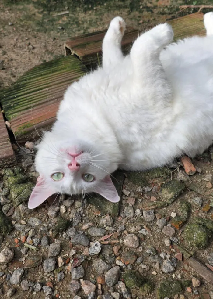 Gato raça SRD-ViraLata idade 1 ano nome Snow