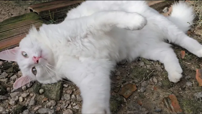 Gato raça SRD-ViraLata idade 1 ano nome Snow