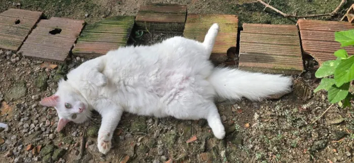 Gato raça SRD-ViraLata idade 1 ano nome Snow