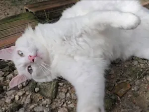 Gato raça SRD-ViraLata idade 1 ano nome Snow
