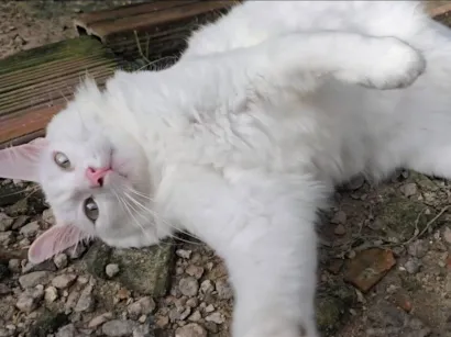 Gato raça SRD-ViraLata idade 1 ano nome Snow