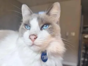 Gato raça Siamês idade 5 anos nome Percy 