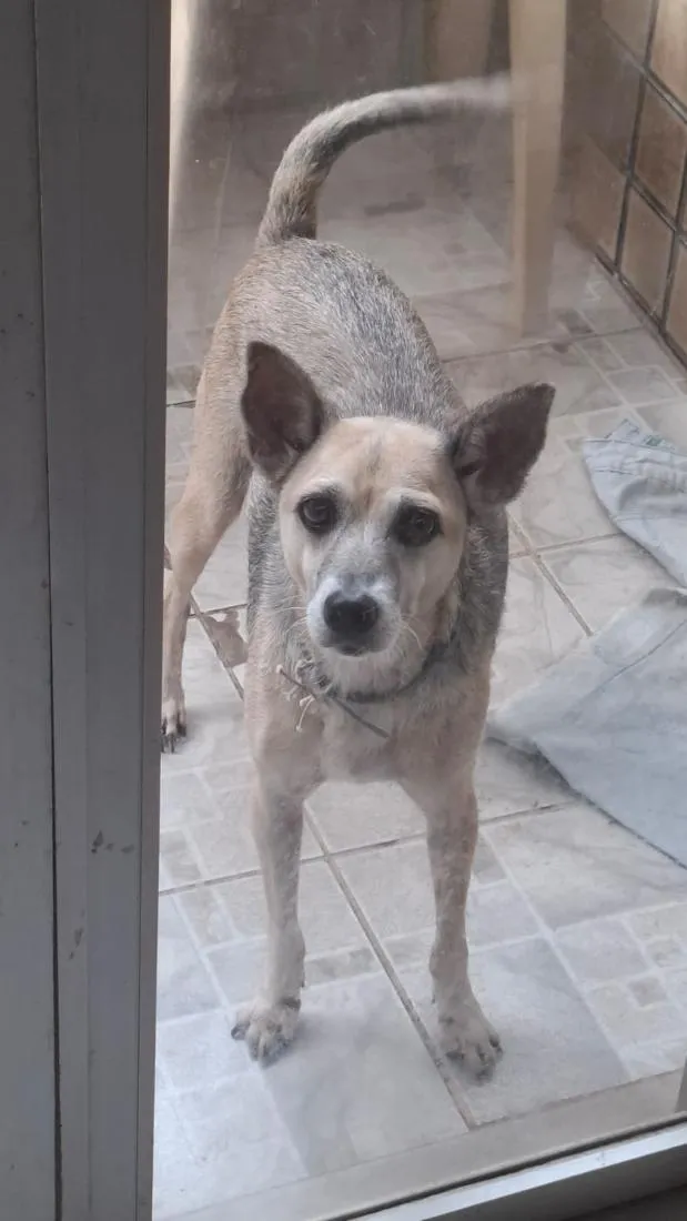 Cachorro raça SRD-ViraLata idade 6 ou mais anos nome Ester