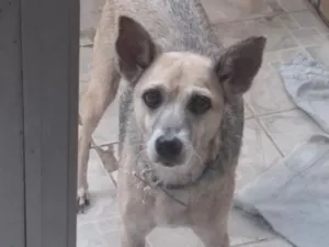 Cachorro raça SRD-ViraLata idade 6 ou mais anos nome Ester