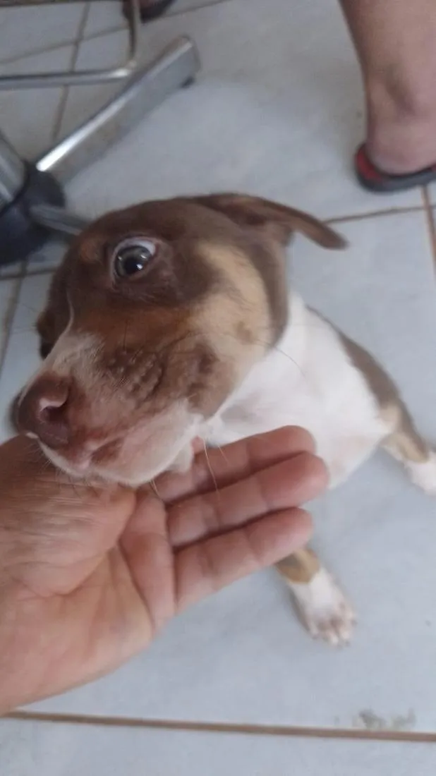 Cachorro raça SRD-ViraLata idade 2 a 6 meses nome doação dog 