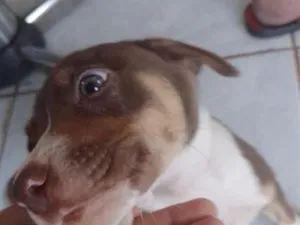 Cachorro raça SRD-ViraLata idade 2 a 6 meses nome doação dog 