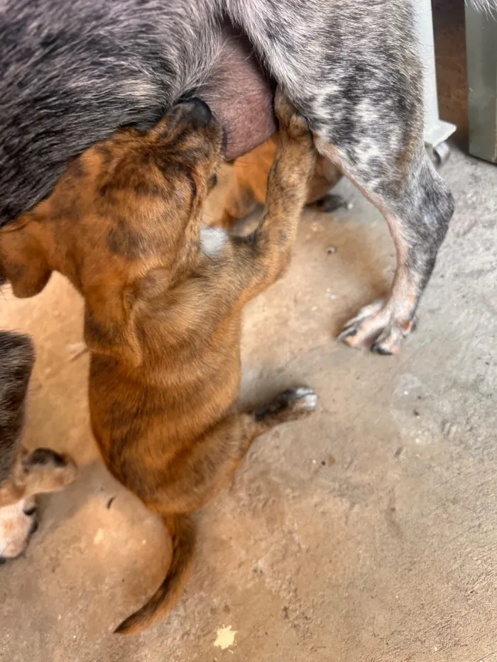 Cachorro raça SRD-ViraLata idade Abaixo de 2 meses nome Sem nome 