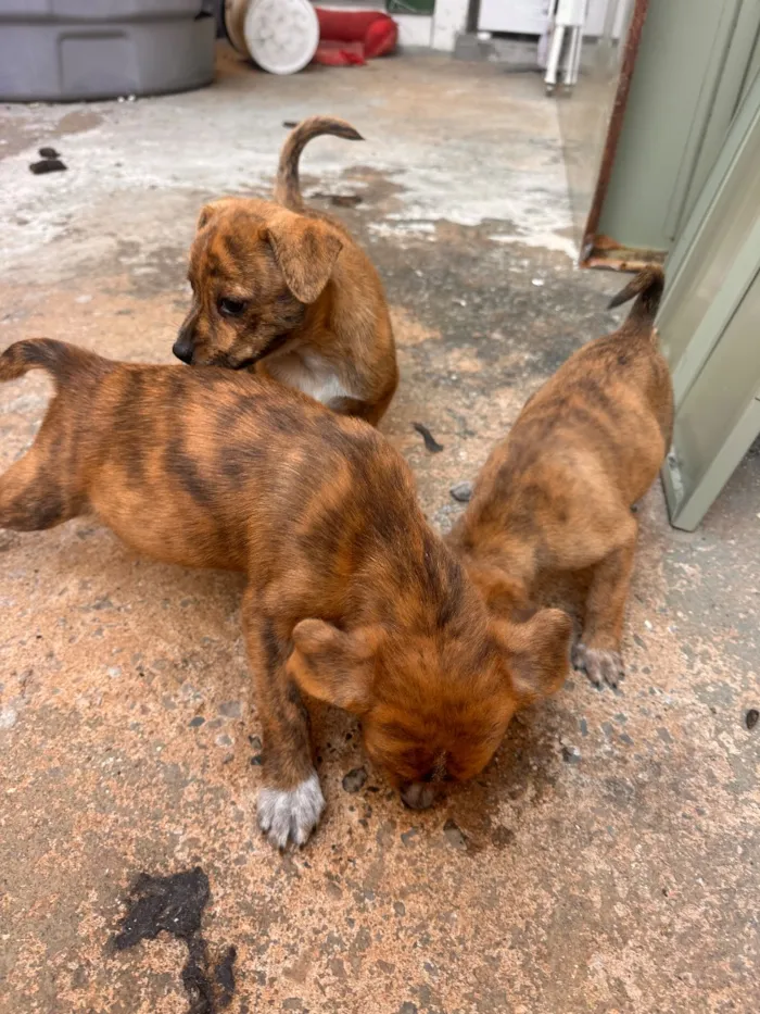 Cachorro raça SRD-ViraLata idade Abaixo de 2 meses nome Sem nome 