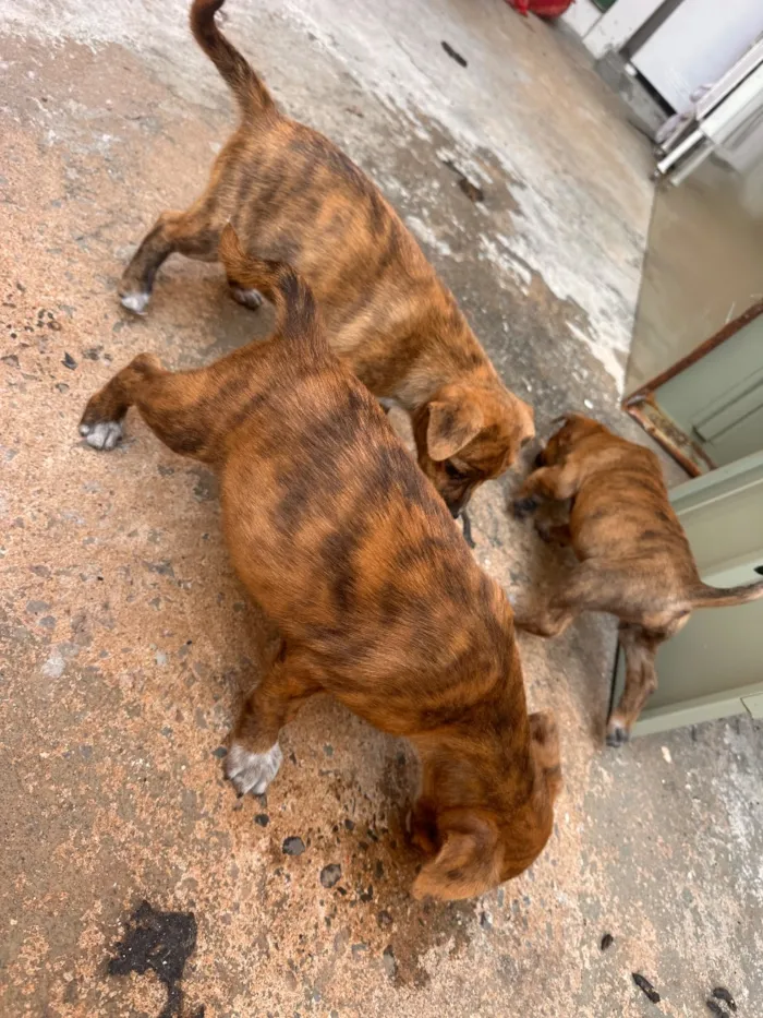 Cachorro raça SRD-ViraLata idade Abaixo de 2 meses nome Sem nome 