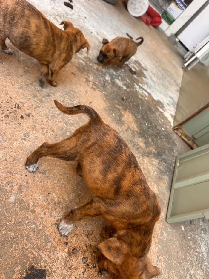 Cachorro raça SRD-ViraLata idade Abaixo de 2 meses nome Sem nome 