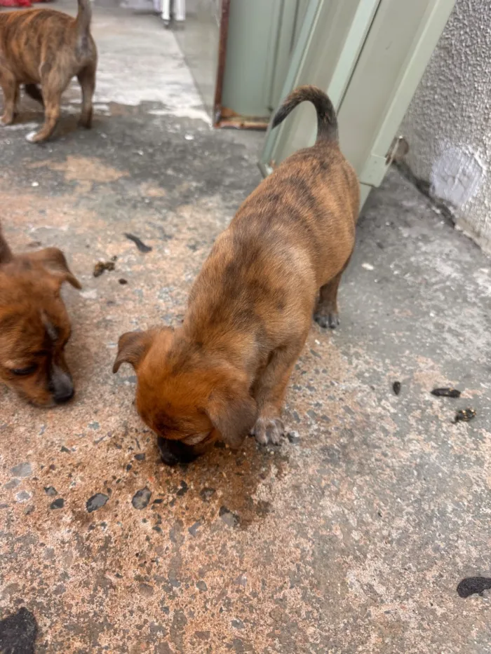 Cachorro raça SRD-ViraLata idade Abaixo de 2 meses nome Sem nome 