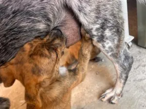 Cachorro raça SRD-ViraLata idade Abaixo de 2 meses nome Sem nome 