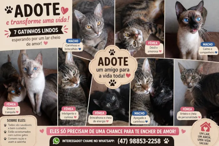 Gato raça SRD-ViraLata idade 1 ano nome Gatinhos que precisam de um lar urgente 