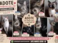 Gatinhos que precisam de um lar urgente 
