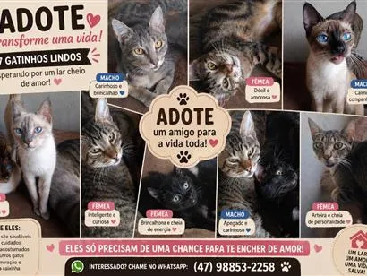 Gato raça SRD-ViraLata idade 1 ano nome Gatinhos que precisam de um lar urgente 