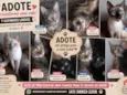 Gatinhos que precisam de um lar urgente 
