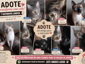 Gato raça SRD-ViraLata idade 1 ano nome Gatinhos que precisam de um lar urgente 
