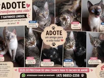 Gato raça SRD-ViraLata idade 1 ano nome Gatinhos que precisam de um lar urgente 