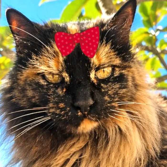 Gato raça Angorá idade 7 a 11 meses nome Charlotte 