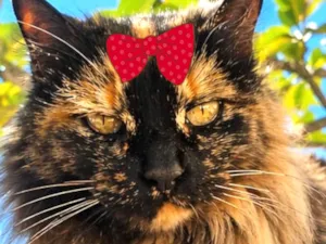 Gato raça Angorá idade 7 a 11 meses nome Charlotte 