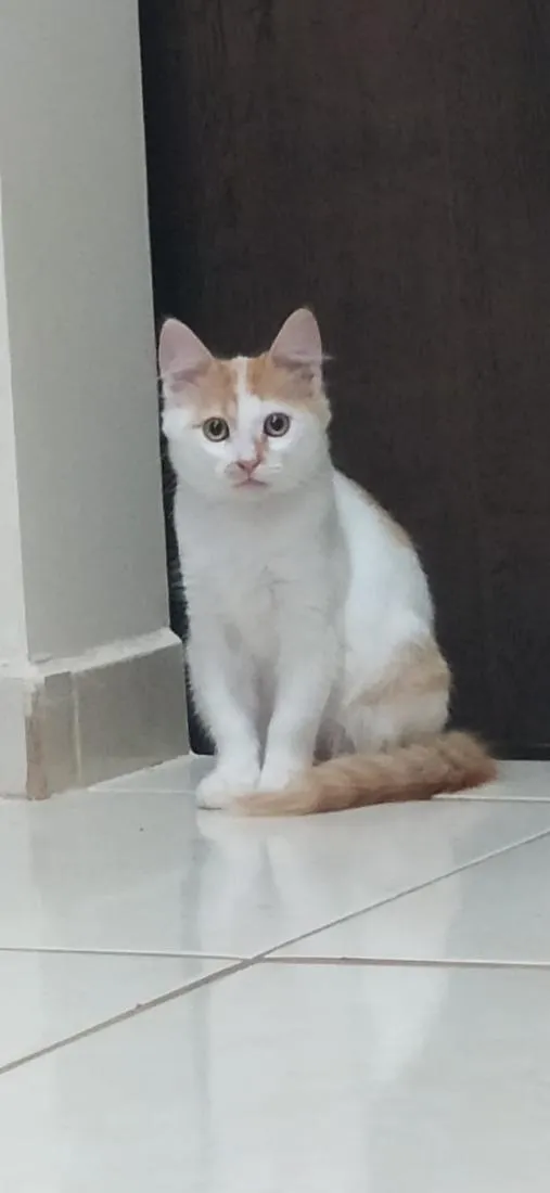 Gato raça SRD-ViraLata idade 2 a 6 meses nome Faísca