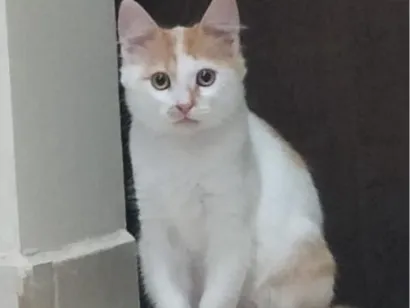 Gato raça SRD-ViraLata idade 2 a 6 meses nome Faísca