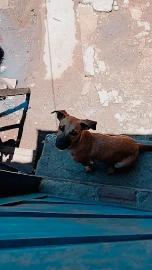 Cachorro raça SRD-ViraLata idade 1 ano nome Lion 