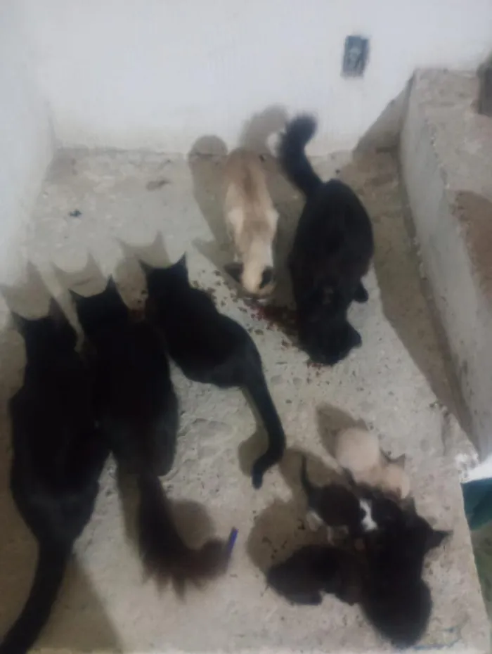 Gato raça SRD-ViraLata idade 7 a 11 meses nome Preta, Scar, Negresco, Batman, Desespero, e os filhotes ainda não tem nome