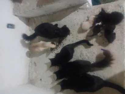 Gato raça SRD-ViraLata idade 7 a 11 meses nome Preta, Scar, Negresco, Batman, Desespero, e os filhotes ainda não tem nome