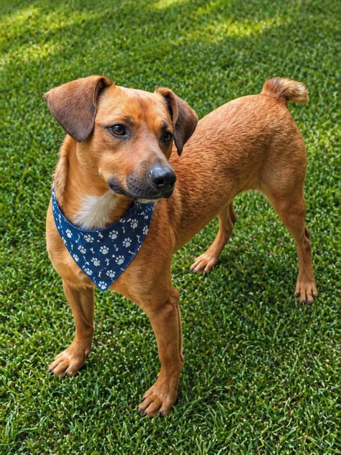 Cachorro raça SRD-ViraLata idade 1 ano nome Felício