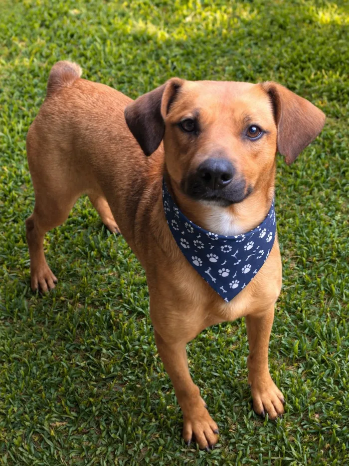 Cachorro raça SRD-ViraLata idade 1 ano nome Felício