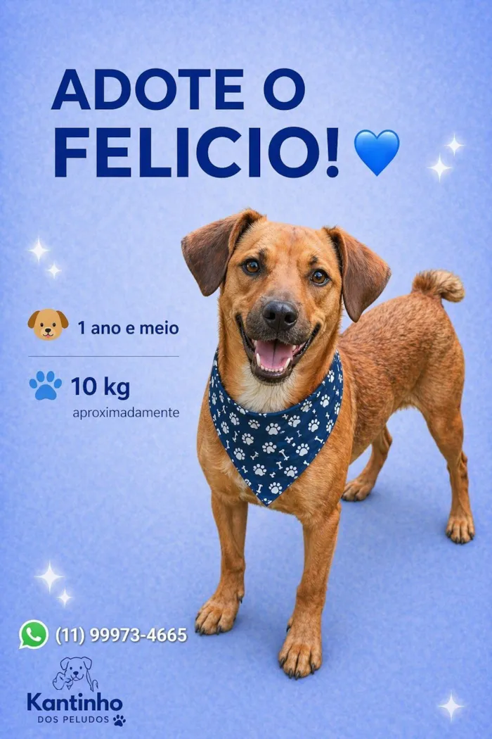 Cachorro raça SRD-ViraLata idade 1 ano nome Felício