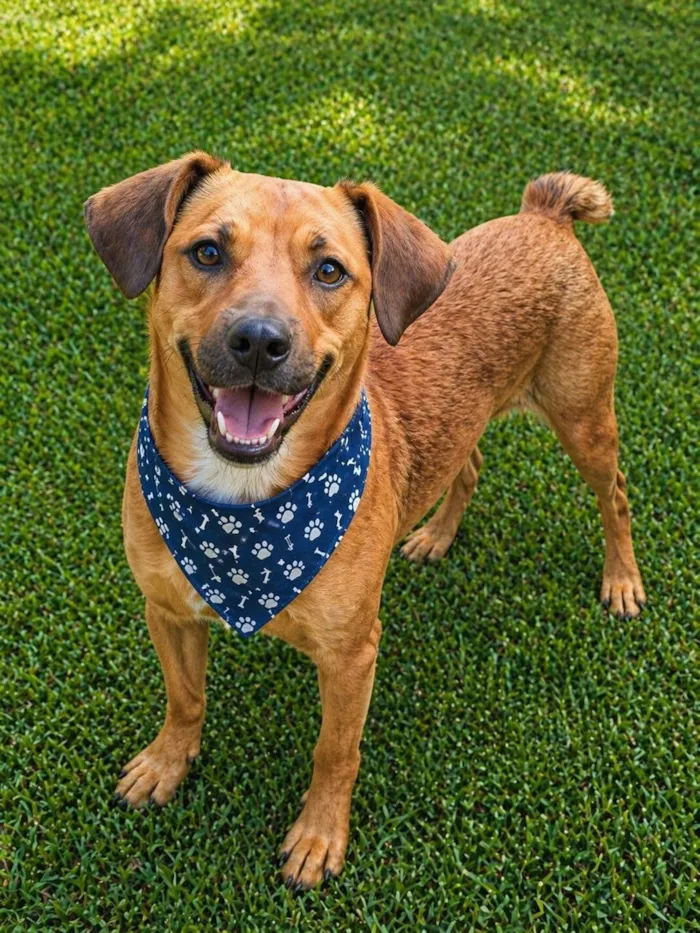 Cachorro raça SRD-ViraLata idade 1 ano nome Felício