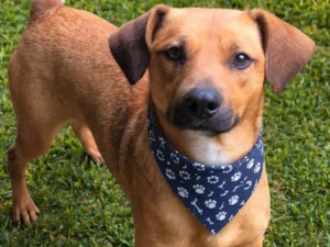 Cachorro raça SRD-ViraLata idade 1 ano nome Felício