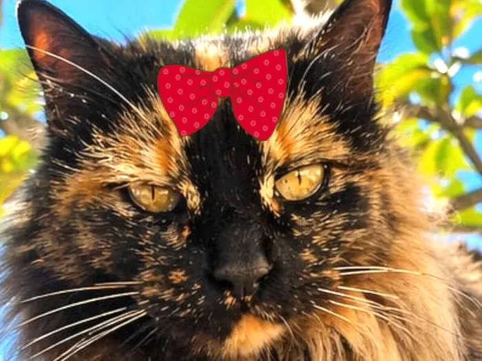 Gato raça Angorá idade 7 a 11 meses nome Charlotte 