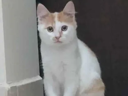 Gato raça SRD-ViraLata idade 2 a 6 meses nome Faísca