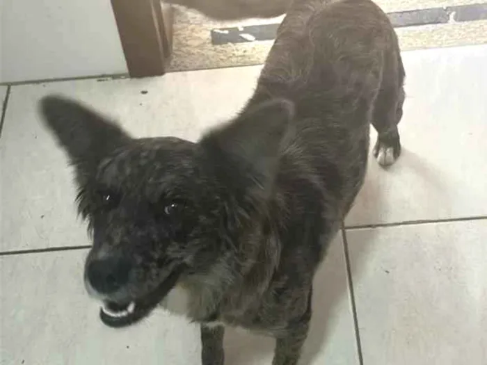 Cachorro raça SRD-ViraLata idade 1 ano nome Pandora