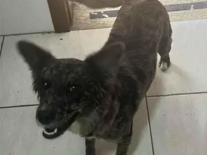 Cachorro raça SRD-ViraLata idade 1 ano nome Pandora